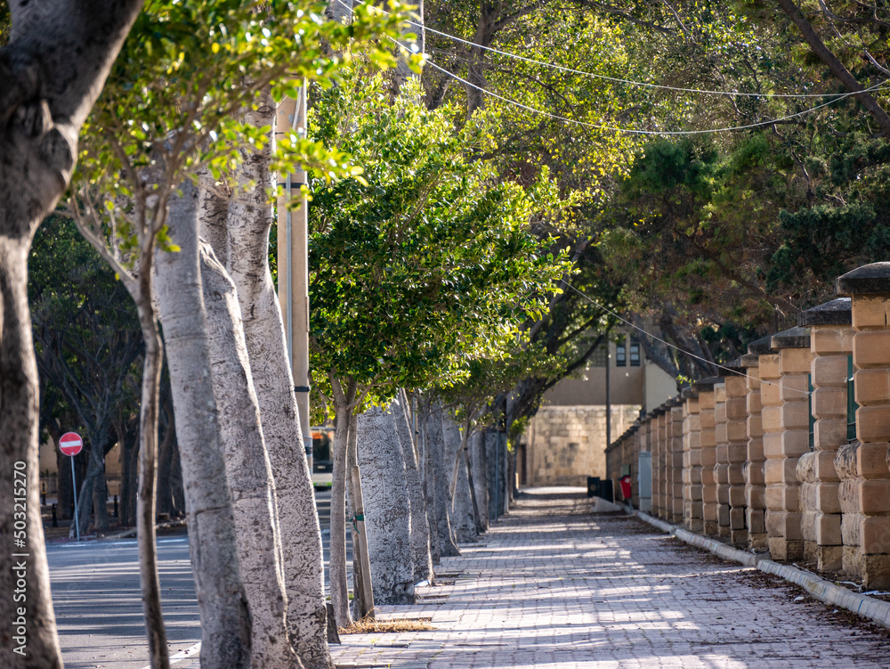 Empty tree-lined street. Valletta