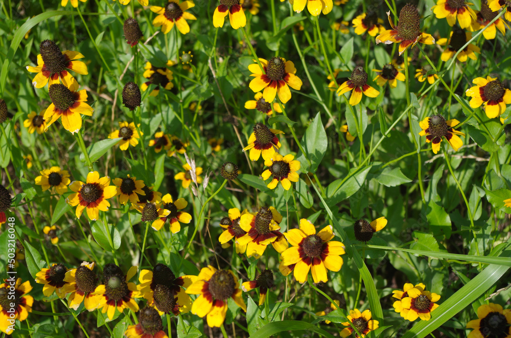 Black eyed susan flowers  in field -closeup