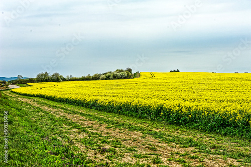 Raps Bluten in Westerhausen, Thale,Sachsen Anhalt. photo