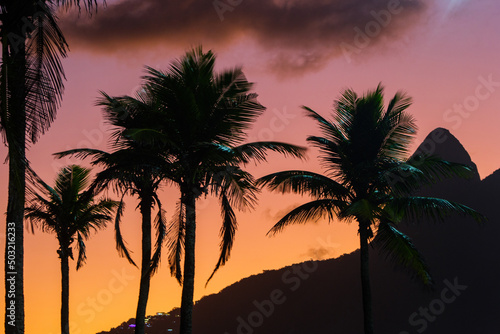 silhouette of coconut trees with a beautiful sunset in the background at ipanema beach in Rio de Janeiro.