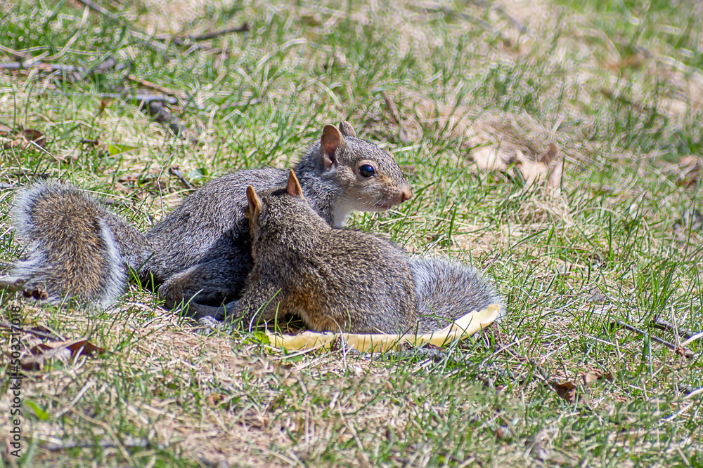 Baby gray squirrels are enjoying a sunny day at springtime Baby gray squirrels are enjoying a sunny day at springtime