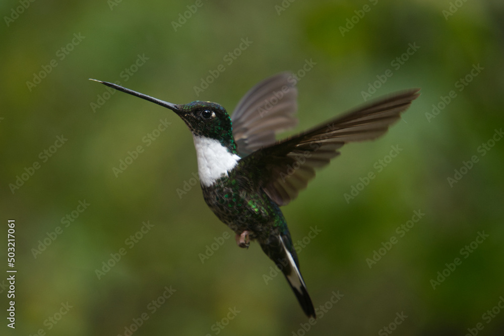 Fototapeta premium Colibri