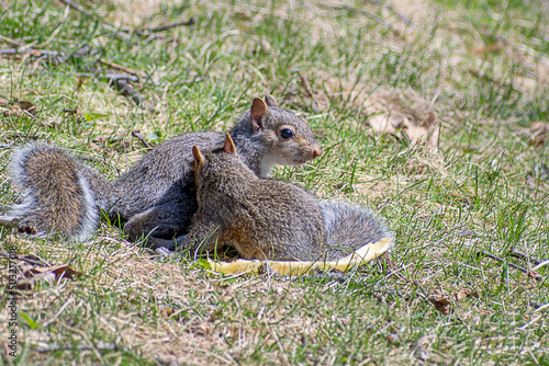 Baby gray squirrels are enjoying a sunny day at springtime 