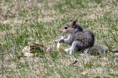Baby gray squirrels are enjoying a sunny day at springtime  © Yan