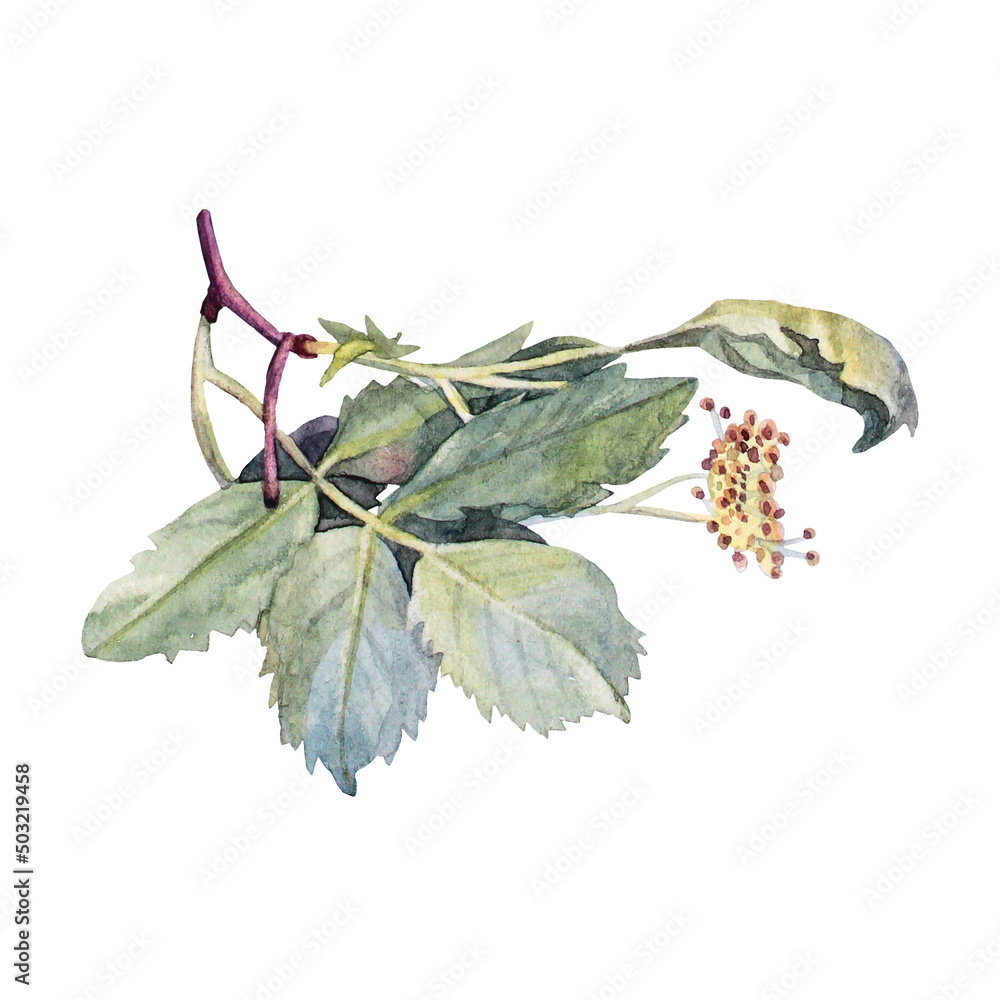 Obraz premium Watercolor branch with green leaves flower dog rose isolated on white background. Hand-drawn summer wild plant. Botanical nature clipart for sticker tea wallpaper wrapping textile kitchen