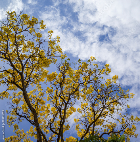 tree in the autumn with yellow flowers and brown branches.