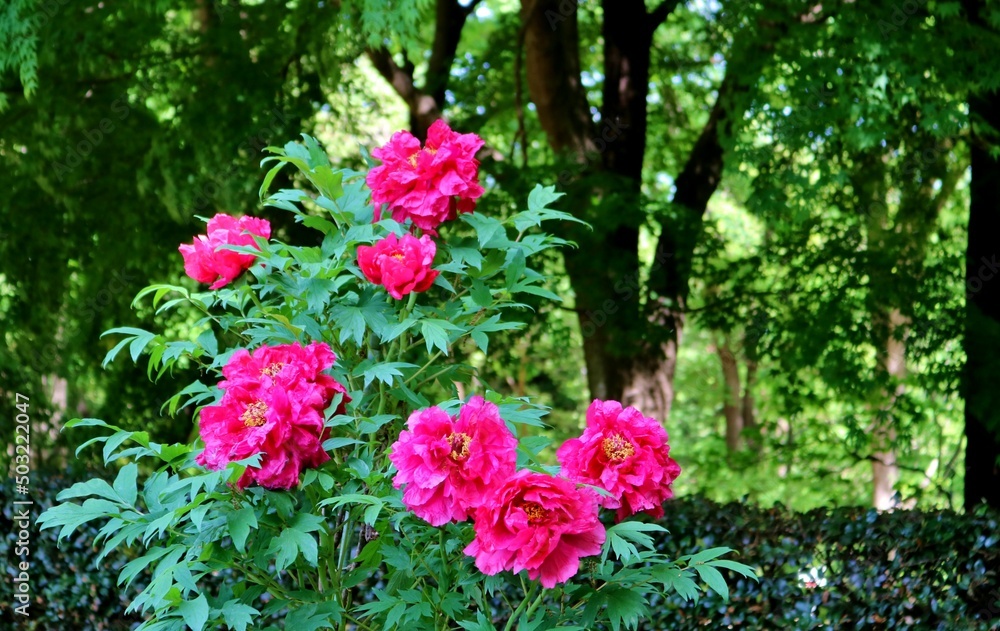 新緑の中　きれいに咲く赤いぼたんの花　真岡井頭公園
