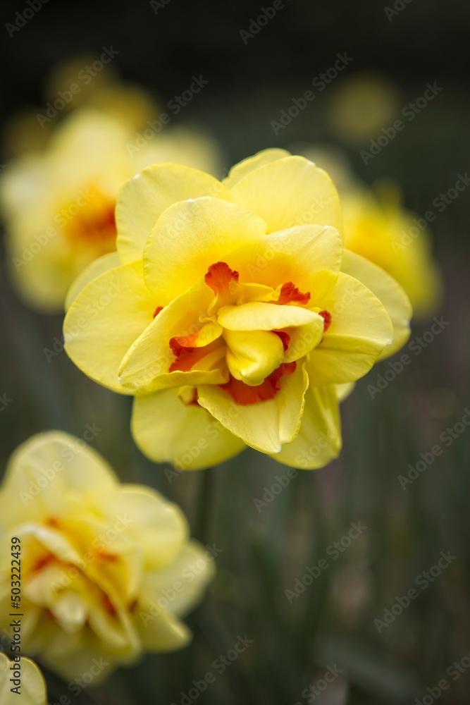 Obraz premium Yellow double daffodil in a garden.