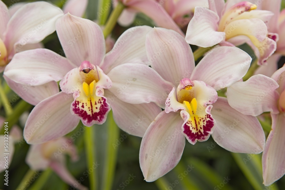 Two pink orchids in a garden. Two pink orchids in a garden.
