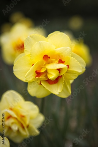 Fototapeta Naklejka Na Ścianę i Meble -  Yellow double daffodil in a garden.