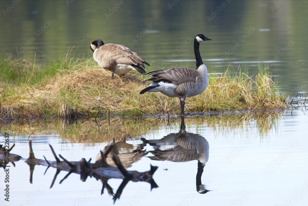 Canadian goose casts reflection in still water. Canadian goose casts reflection in still water.