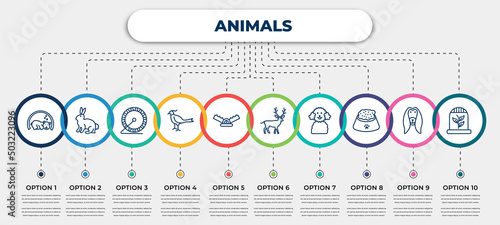 vector infographic template with icons and 10 options or steps. infographic for animals concept. included hibernation, sitting rabbit, hamster ball, pheasant, trap, deer, poodle, pet food,