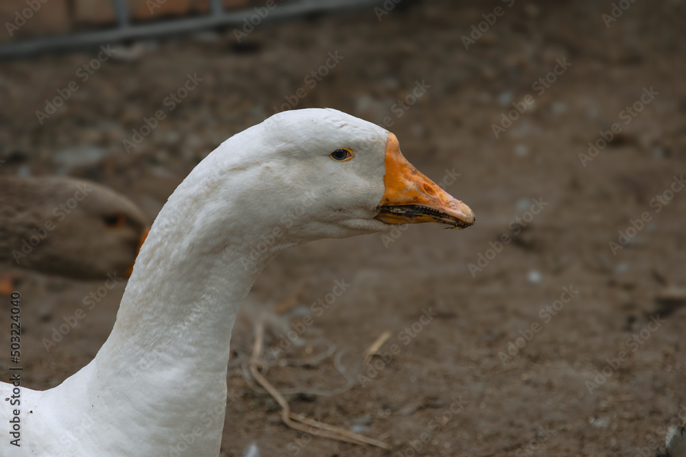 A domestic goose on a blurry background, a rural scene. Breeding poultry for meat. Portrait of a white goose with an orange beak. The head and long neck of a goose. Selective focus. A domestic goose on a blurry background, a rural scene. Breeding poultry for meat. Portrait of a white goose with an orange beak. The head and long neck of a goose. Selective focus.
