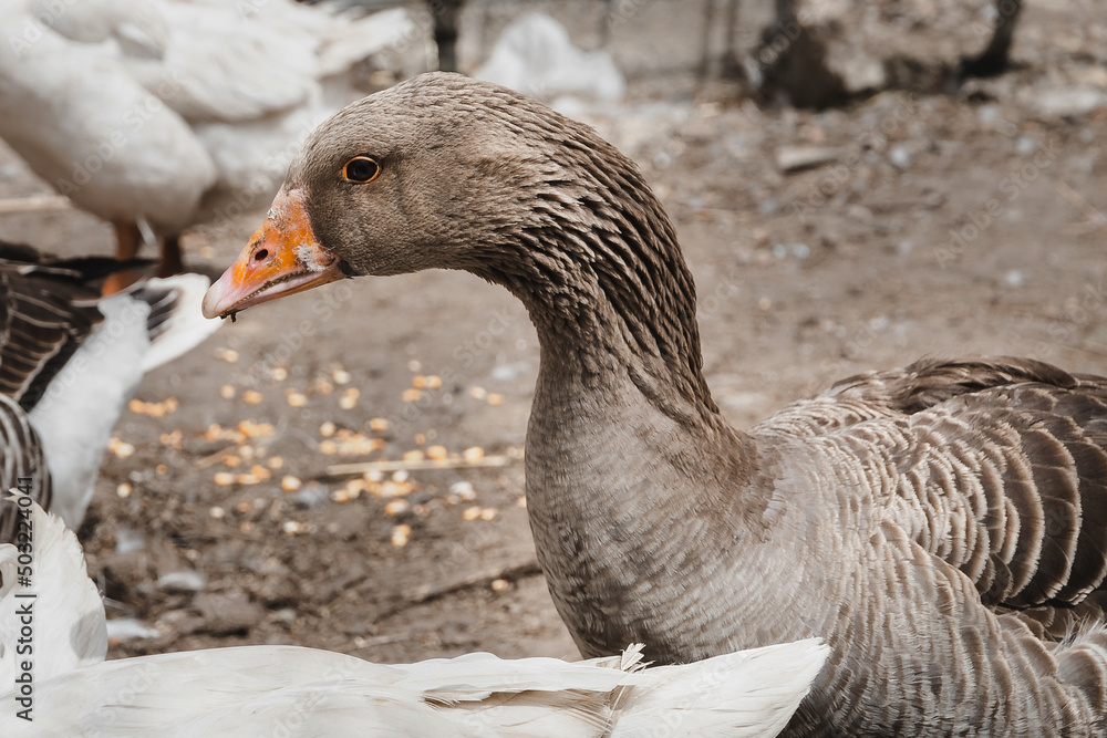 Portrait of a grey goose with an orange beak. A domestic goose on a blurry background, a rural scene. Breeding poultry for meat. The head and long neck of a goose. Selective focus. Portrait of a grey goose with an orange beak. A domestic goose on a blurry background, a rural scene. Breeding poultry for meat. The head and long neck of a goose. Selective focus.