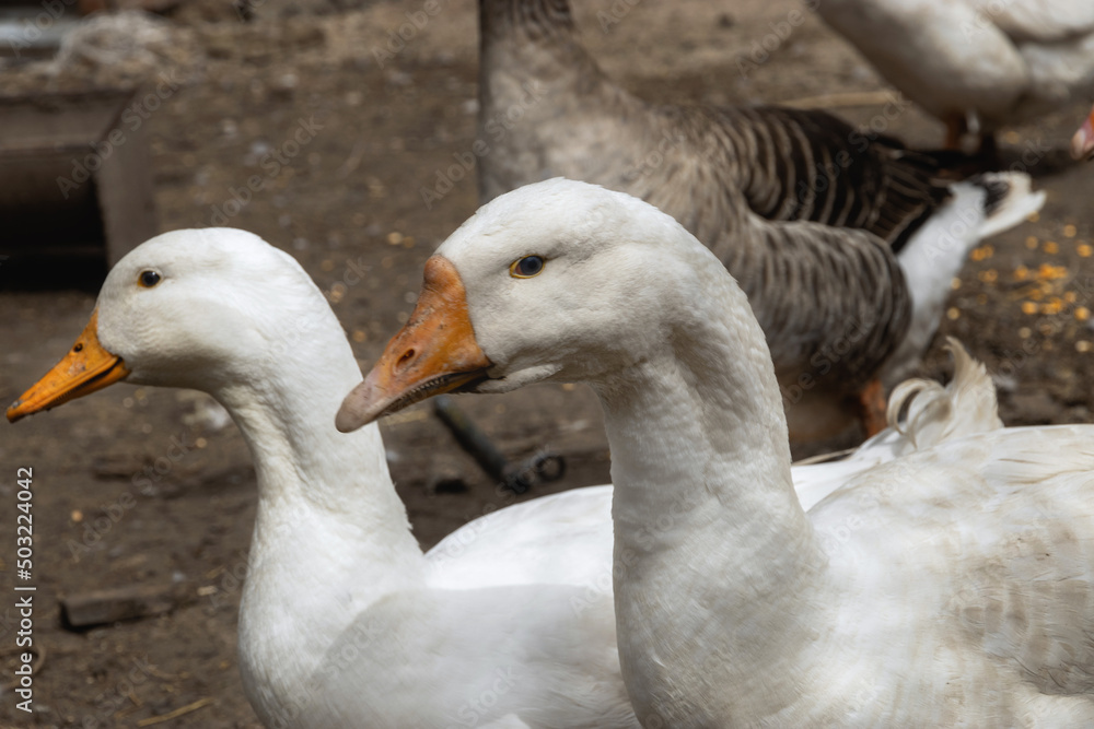 Obraz premium Breeding poultry for meat. Portrait of a white goose with an orange beak. A domestic goose on a blurry background, a rural scene. The head and long neck of a goose. Selective focus.