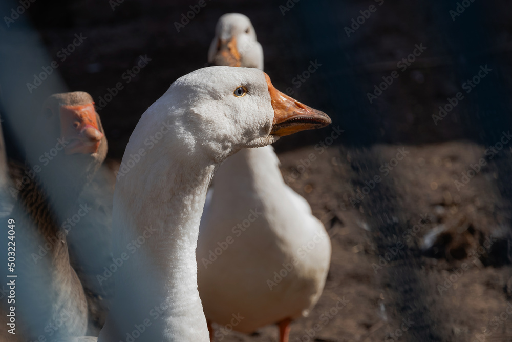 Obraz premium Portrait of a white goose with an orange beak. A domestic goose on a blurry background, a rural scene. Breeding poultry for meat. The head and long neck of a goose. Selective focus.