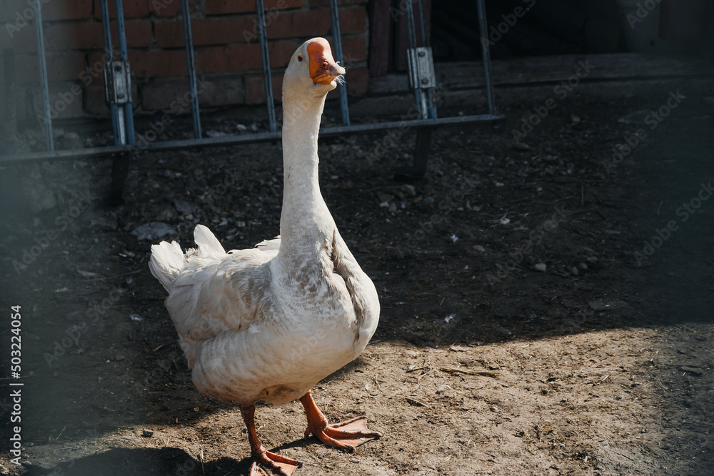 Fototapeta premium A large white goose in a rural yard. A domestic goose on a blurry background of a brick wall. White goose, geese, red beak, close, village. Selective focus.