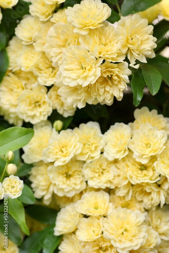 黄色の木香薔薇