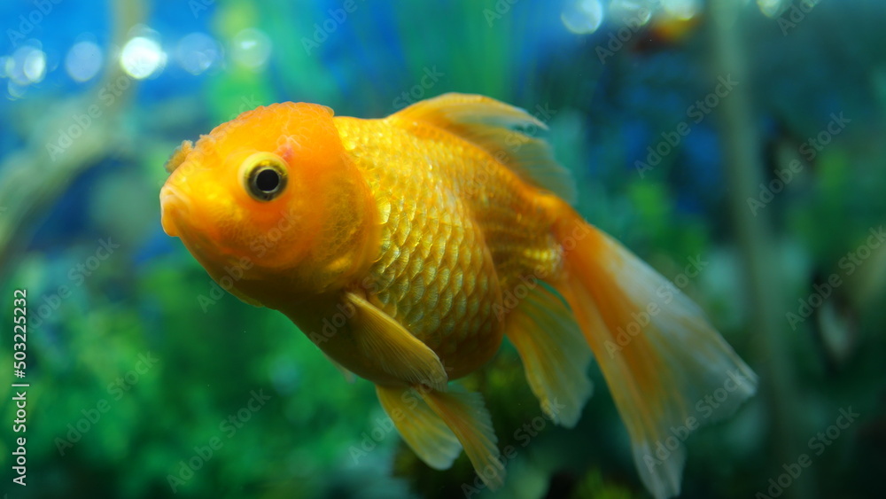 The beauty of exotic colored fish swimming in clear water in a koam aquarium The beauty of exotic colored fish swimming in clear water in a koam aquarium