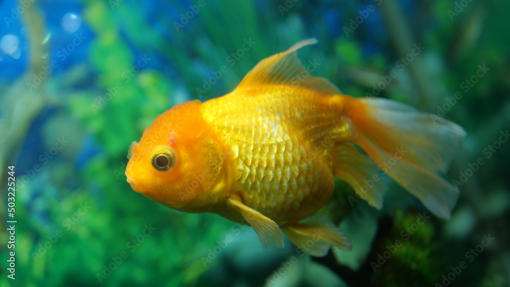 The beauty of exotic colored fish swimming in clear water in a koam aquarium The beauty of exotic colored fish swimming in clear water in a koam aquarium