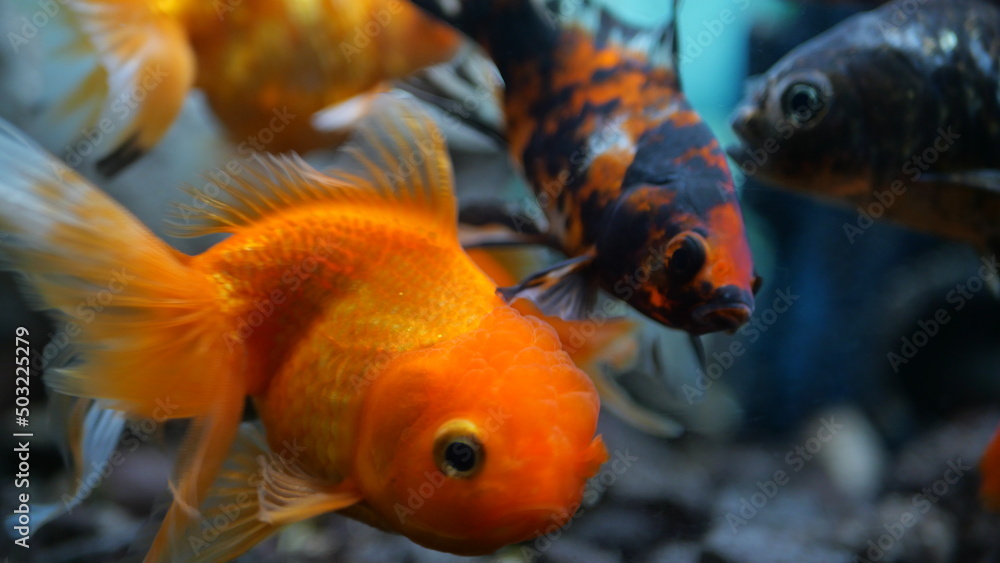 The beauty of exotic colored fish swimming in clear water in a koam aquarium The beauty of exotic colored fish swimming in clear water in a koam aquarium