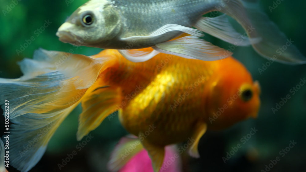 The beauty of exotic colored fish swimming in clear water in a koam aquarium The beauty of exotic colored fish swimming in clear water in a koam aquarium