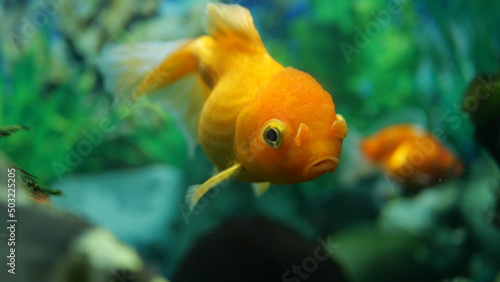 The beauty of exotic colored fish swimming in clear water in a koam aquarium