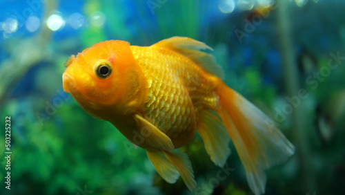 The beauty of exotic colored fish swimming in clear water in a koam aquarium