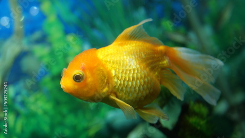 The beauty of exotic colored fish swimming in clear water in a koam aquarium