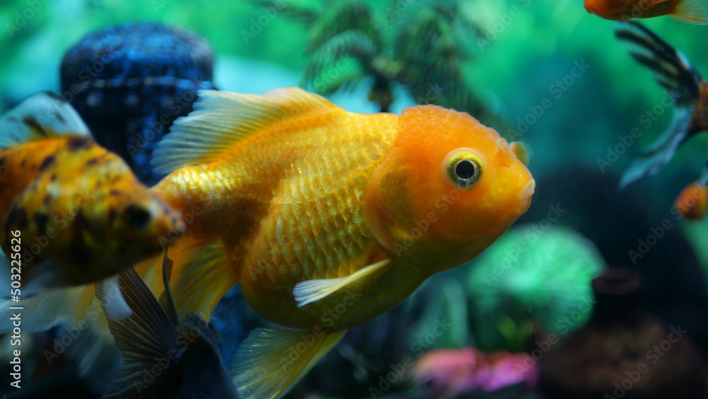 The beauty of exotic colored fish swimming in clear water in a koam aquarium The beauty of exotic colored fish swimming in clear water in a koam aquarium