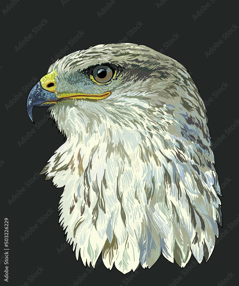 Fototapeta premium Drawing Hawk bird head, predator, art.illustration, vector