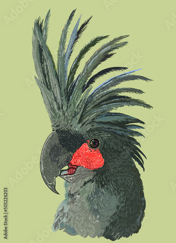 Drawing Goliath cockatoo head, exotic, art.illustration, vector
