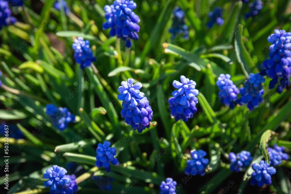 Muscari in bloom blue spring flowers. Muscari in bloom blue spring flowers.