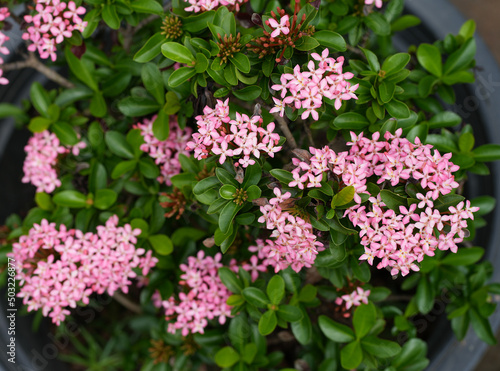 Top view of pink Ixora flower in a pot