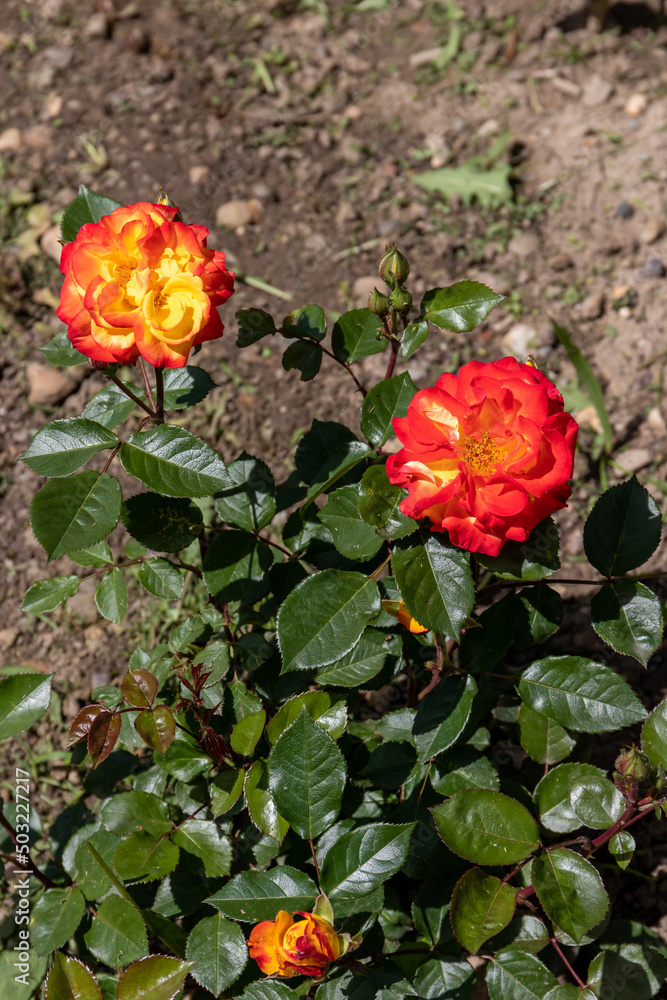 Blooming very bright two-tone rose variety Blooming very bright two-tone rose variety