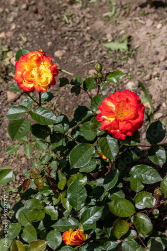 Blooming very bright two-tone rose variety "Samba" on a sunny day, petals with color transition from bright orange to yellow