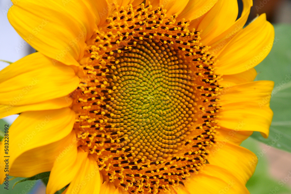 Sunflower (Himawari) flower in full bloom, close up macro photography. Sunflower (Himawari) flower in full bloom, close up macro photography.