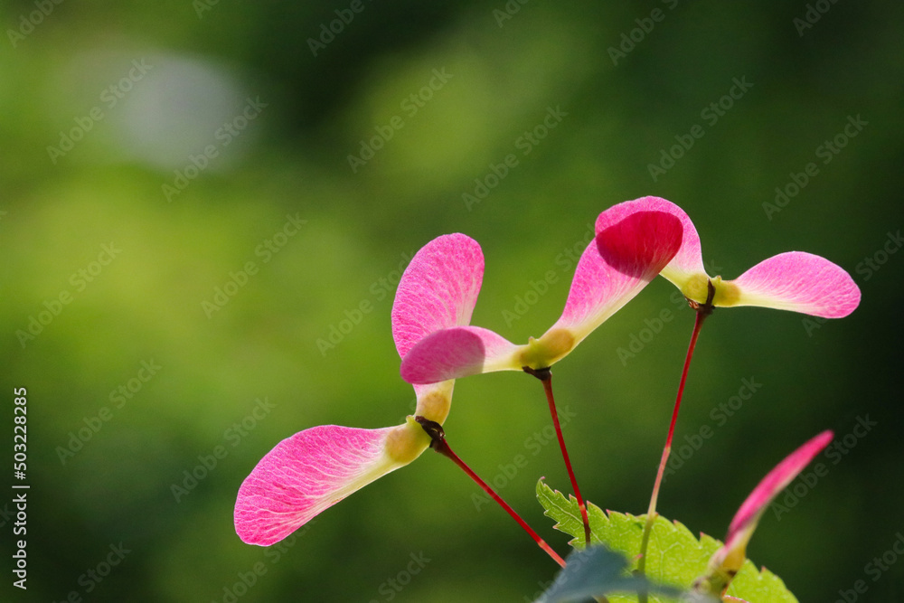 Propeller style young pink maple seeds on the branch. Close up macro photograph taken under the sun. Propeller style young pink maple seeds on the branch. Close up macro photograph taken under the sun.