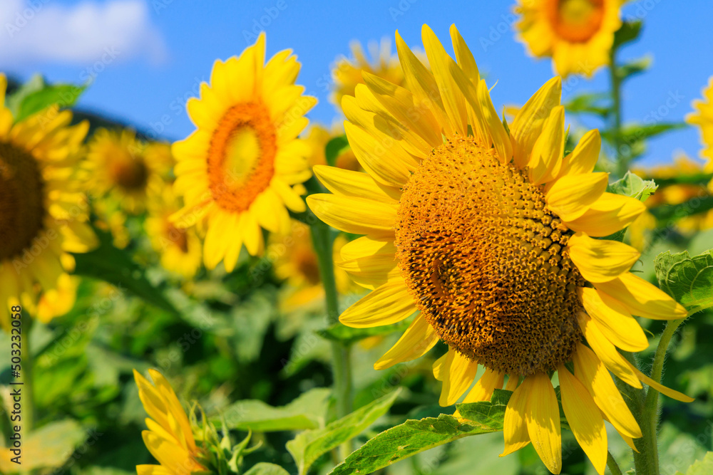 青空と満開のひまわり「夏素材」 青空と満開のひまわり「夏素材」