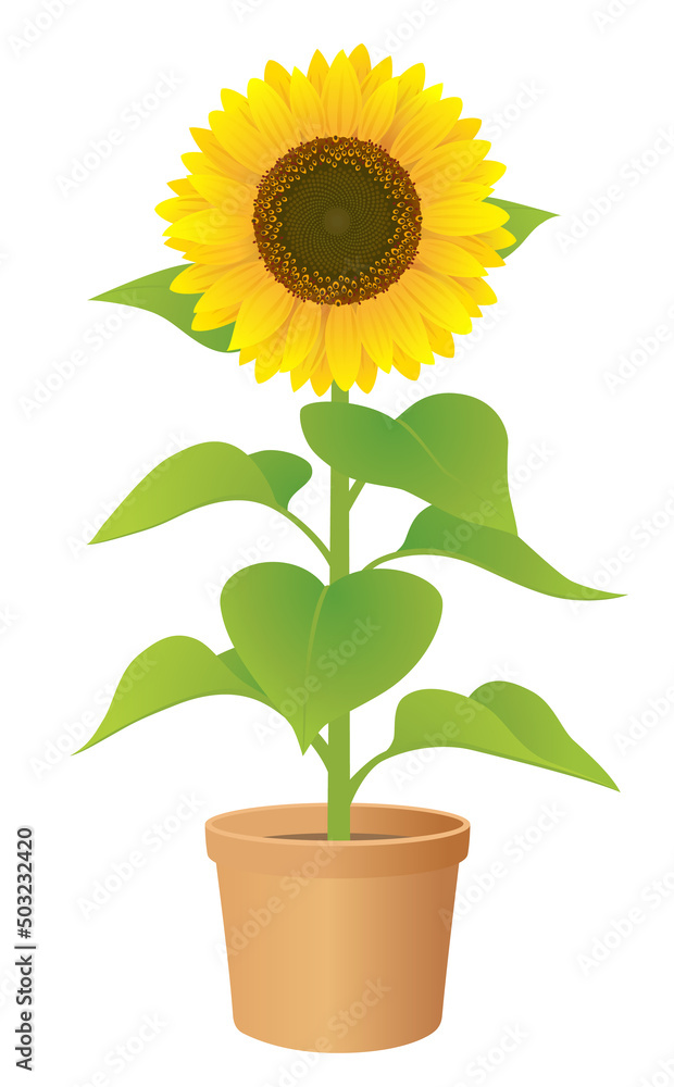 Obraz premium ひまわり 鉢植え 白背景