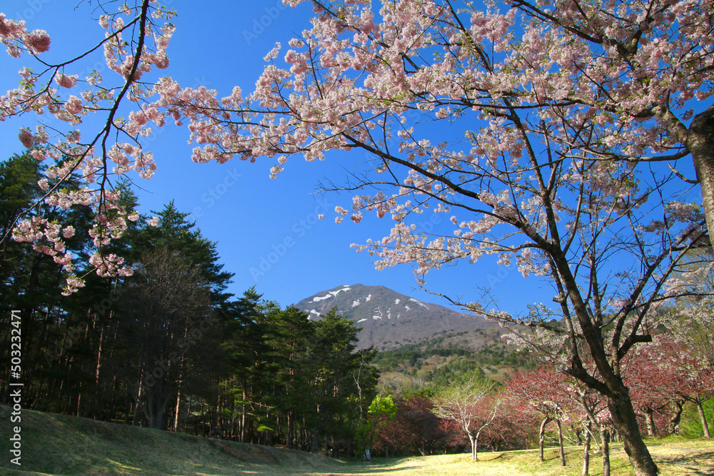 天鏡台の桜(福島県・猪苗代町) 天鏡台の桜(福島県・猪苗代町)