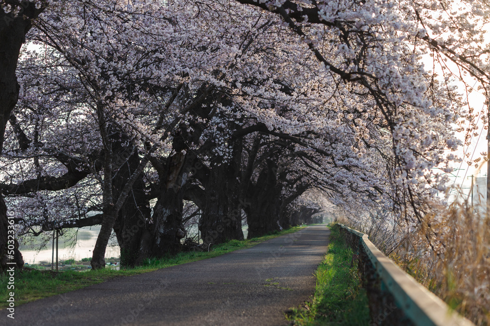 Obraz premium 一目千本桜