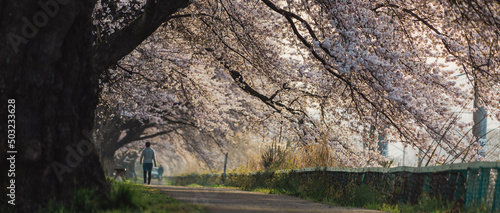 一目千本桜