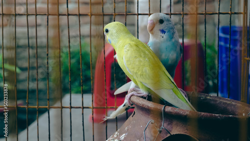 blue and yellow parrot in a cage