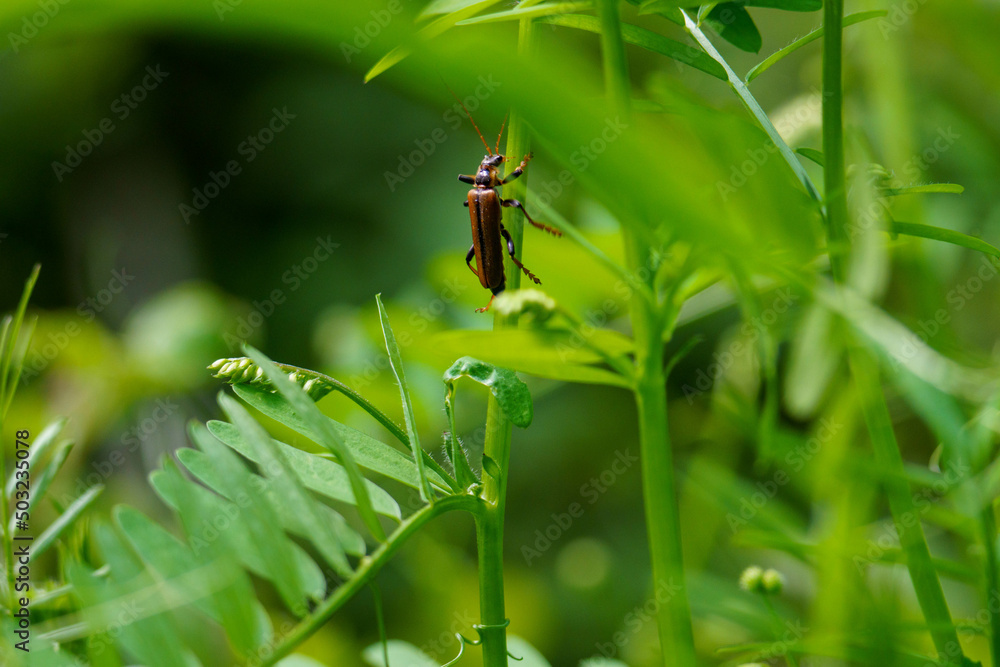 Fototapeta premium 森の中の昆虫