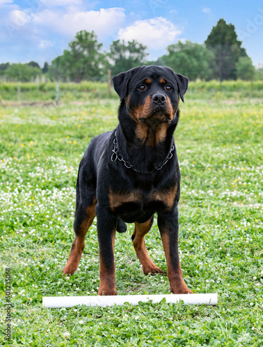 training of rottweiler