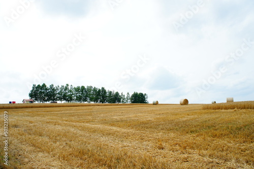 Obraz na płótnie 2012年8月、北海道富良野の牧草地にて