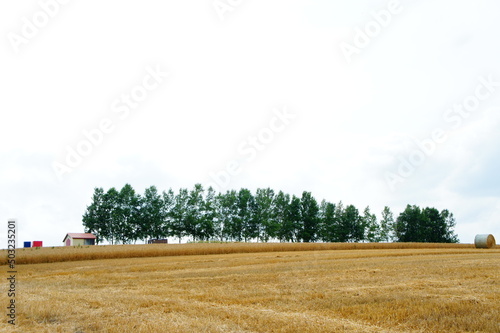 Obraz na płótnie 2012年8月、北海道富良野の牧草地にて