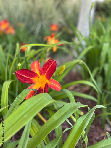 Daylily in spring 
