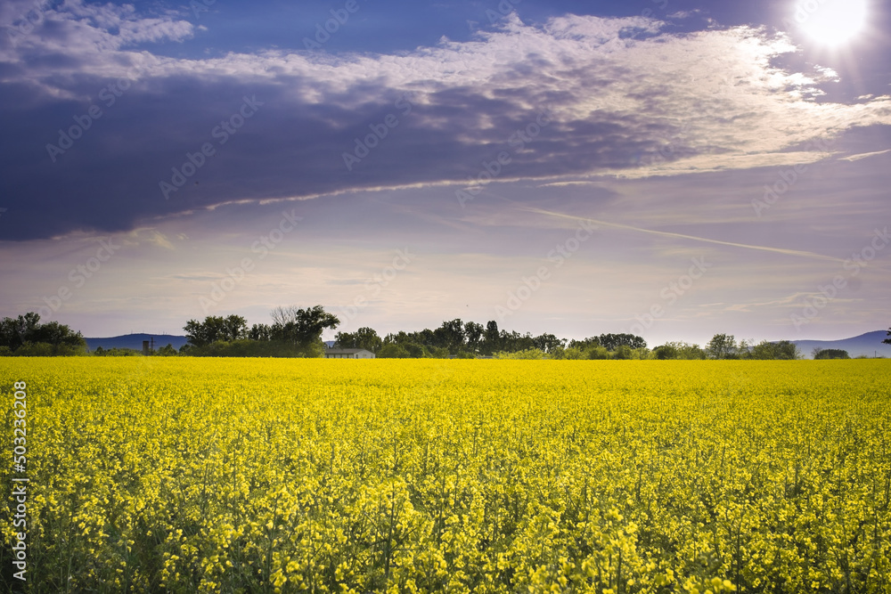 Beautiful field of canola, rapeseed or colza in yellow bloom against the cloudy blue sky on a spring day, perfect rural scene or agriculture background.